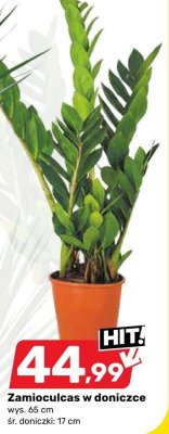 Zamioculcas w doniczce promocja w Bricomarche