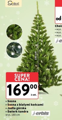 Choinka Sosna, Sosna z białymi końcami, Jodła górska, Świerk tundra promocja w Intermarche