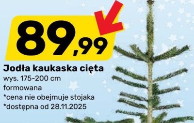 Jodła kaukaska cięta promocja w Bricomarche