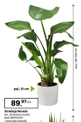 Roślina doniczkowa Strelicja Nicolai promocja w Leroy Merlin