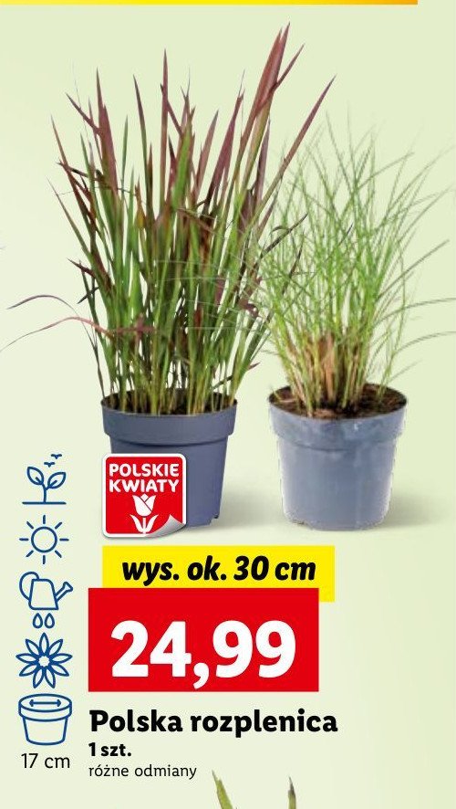 Rozplenica wys. 30 cm promocja