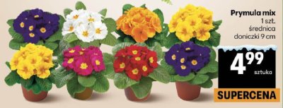Prymula mix 1 szt. średnica doniczki 9 cm promocja w Delikatesy Centrum