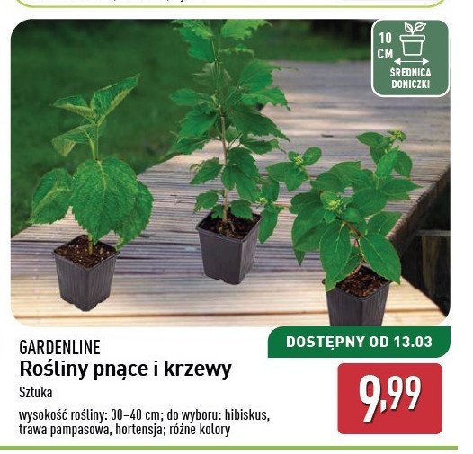 Trawa pampasowa 30-40 cm GARDEN LINE promocja