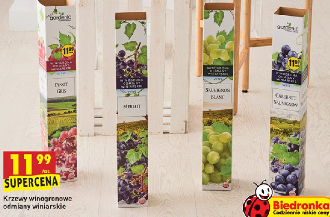 Krzew winogrona odmiany winiarskie merlot Gardenic promocja