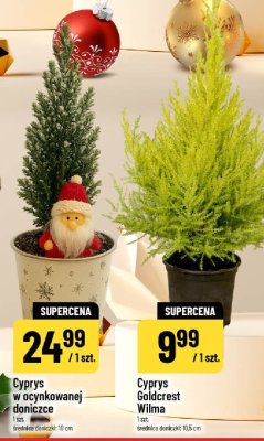 Cyprys w ocynkowanej doniczce promocja w POLOmarket