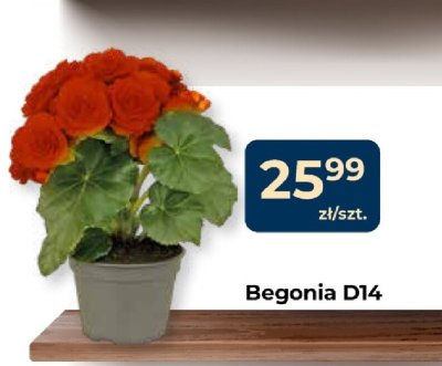 Begonia D14 promocja w PSB Mrówka