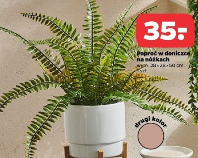 Paproć w doniczce na nóżkach promocja w Netto