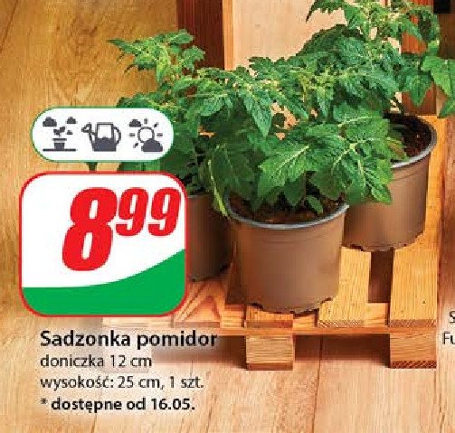 Pomidor promocja w Dino