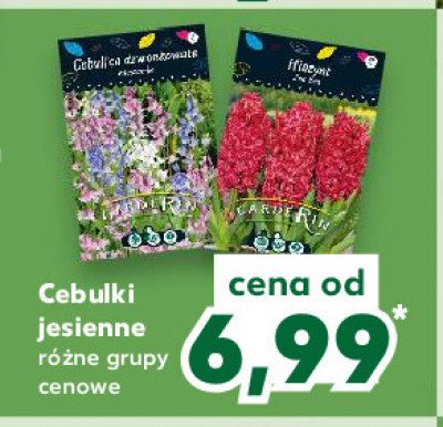 Cebulica dzwonkowata Garderin promocja