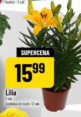 Lilia promocja w POLOmarket