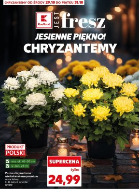 Chryzantema wielkokwiatowa premium  promocja w Kaufland