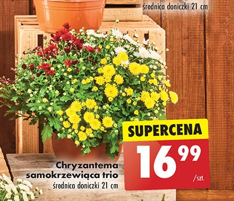 Chryzantema samozakrzewiąca don. 21 cm promocja