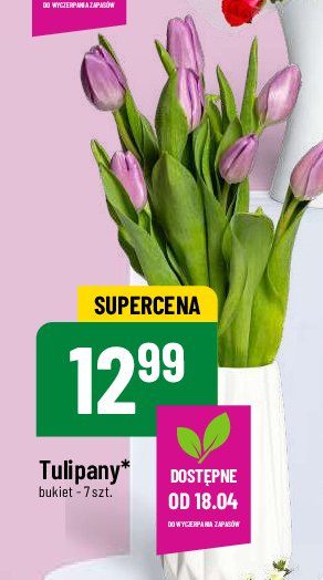 Tulipany promocja w POLOmarket