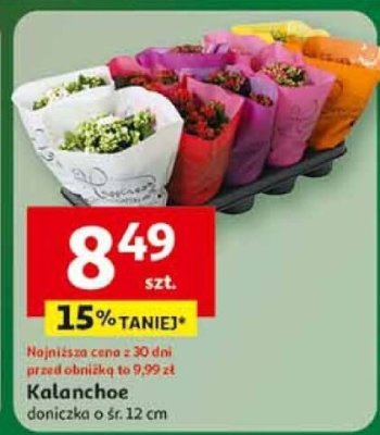 Kalanchoe doniczka o śr. 12 cm promocja w Auchan