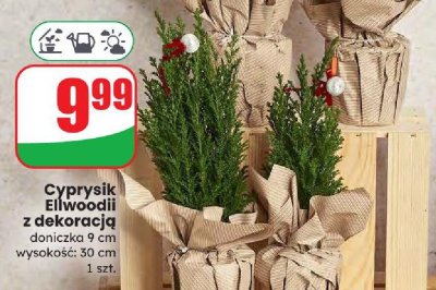 Cyprysik Ellwoodii z dekoracją doniczka 9 cm promocja w Dino