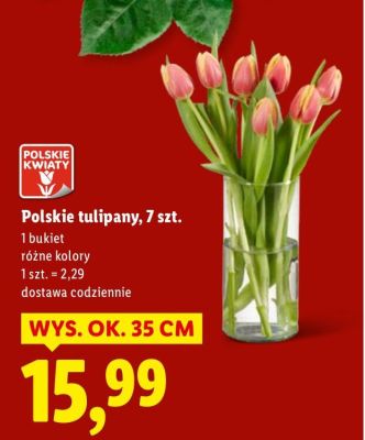 Tulipany polskie 7 sztuk, różne kolory promocja w Lidl