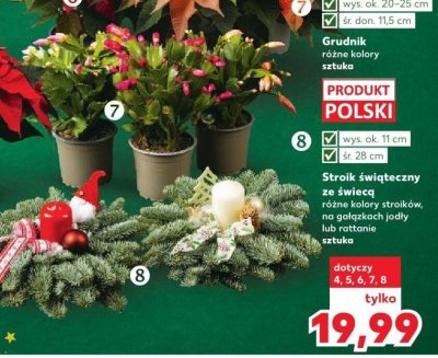 Grudnik różne kolory sztuka promocja w Kaufland