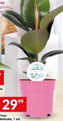 Ficus doniczka, 1 szt. promocja w Twój Market