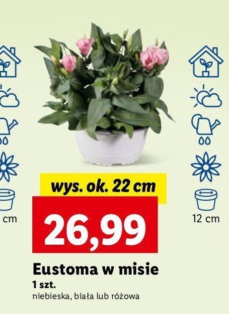 Eustoma w misie wys. 22 cm biała promocja