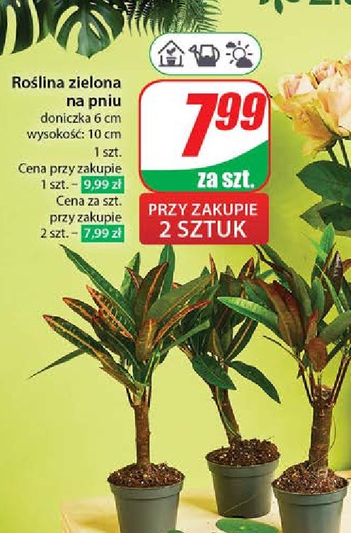 Roślina zielona na pniu promocja