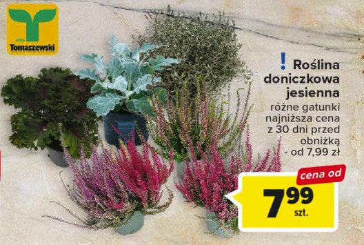 Ro艣liny jesienne promocja