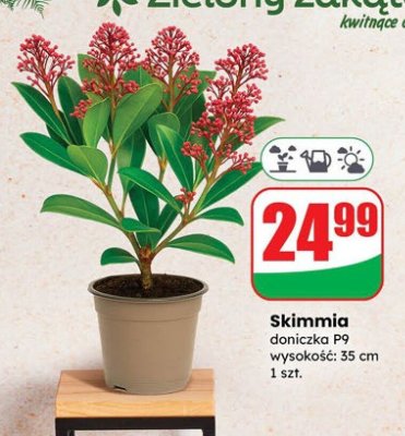 Skimmia doniczka P9  promocja w Dino