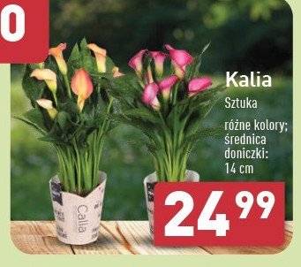 Kalia promocja