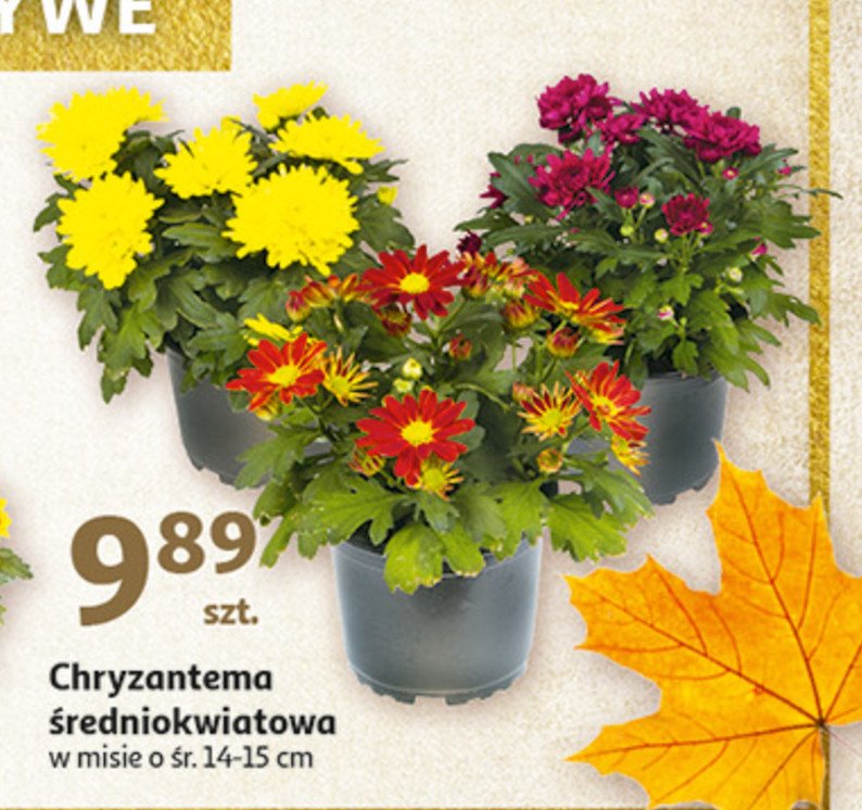Chryzantema średniokwiatowa 15 cm promocja