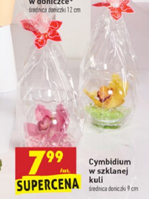 Cymbidum w szklanej kuli promocja