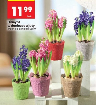 Hiacynt w doniczce z juty średnica 12 cm promocja w Biedronka