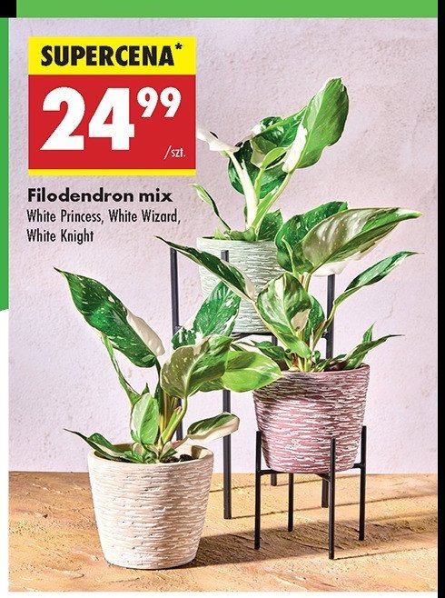 Filodendron white knight promocja