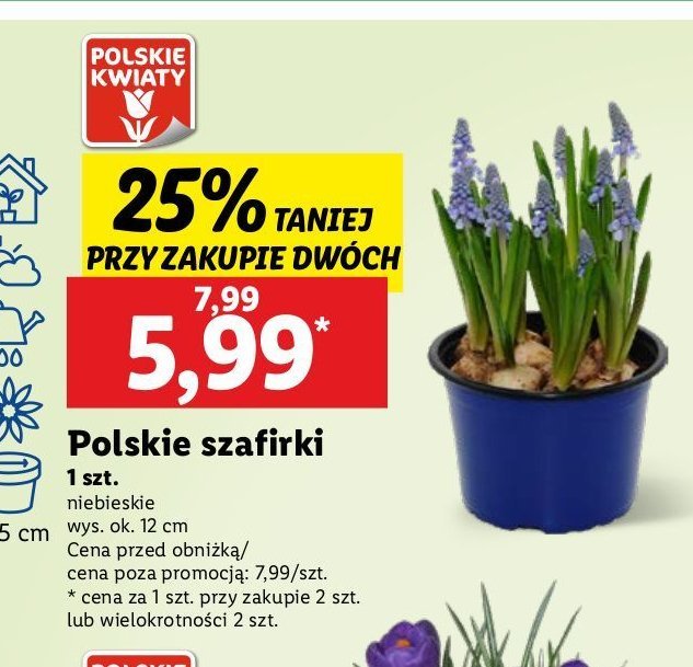 Szafirek doniczka 12 cm promocja