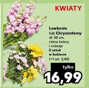 Lewkonia 50 cm promocja