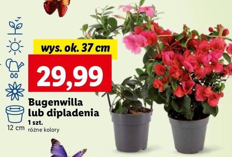 Bugenwilla promocja w Lidl