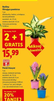 Rośliny filtrujące powietrze promocja w Lidl
