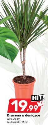 Dracena w doniczce promocja w Bricomarche