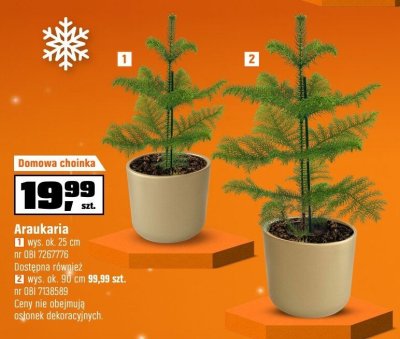 Araukaria domowa choinka wys. ok. 25 cm promocja w OBI