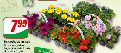 Petunia 10-pak promocja