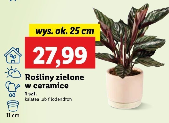 Kalatea promocja w Lidl