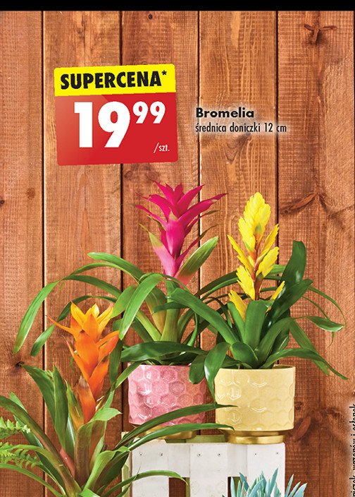 Bromelia don. 12 cm promocja