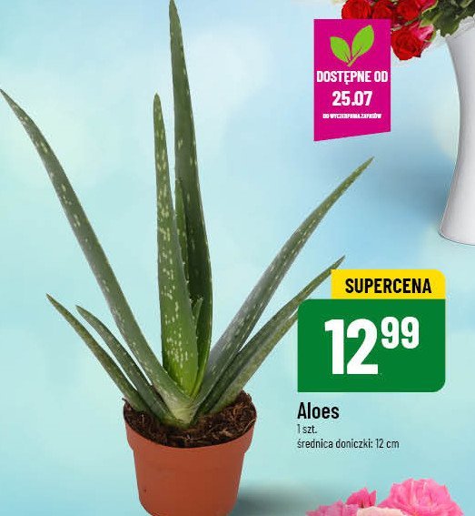 Aloes promocja w POLOmarket