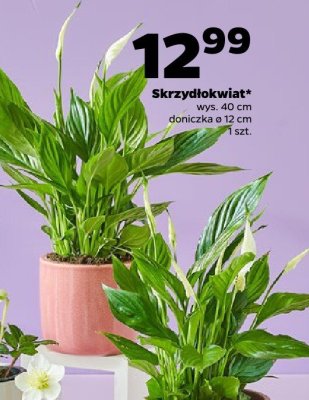 Skrzydłokwiat 40 cm promocja w Netto