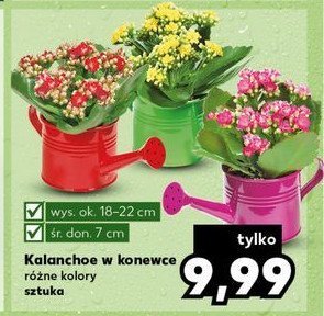 Kalanchoe w konewce promocja