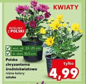 Chryzantema śr. don. 10.5 cm promocja