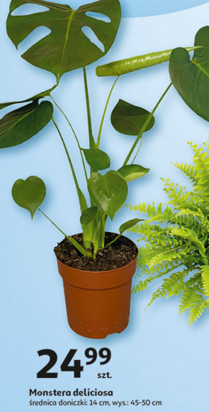 Monstera deliciosa promocja