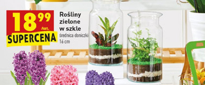 Ro艣liny zielone w szkle promocja