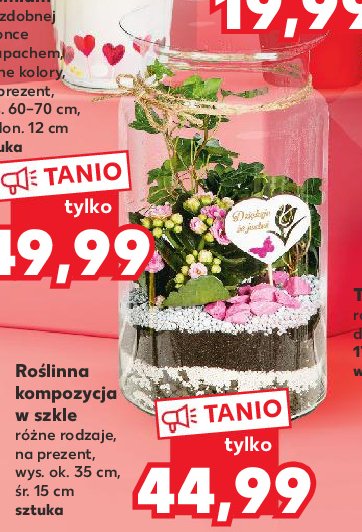 Ro艣lina w szkle 15 cm promocja