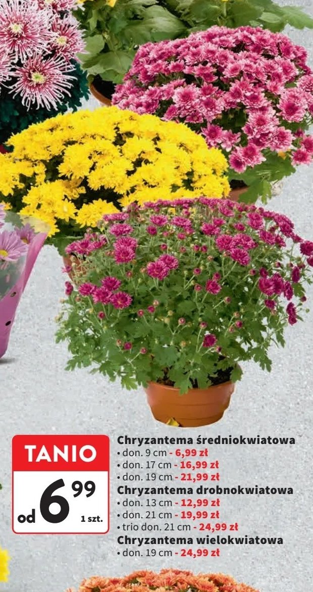 Chryzantema średniokwiatowa doniczka 9 cm promocja w Intermarche