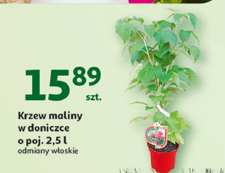 Krzewy maliny promocja w Auchan