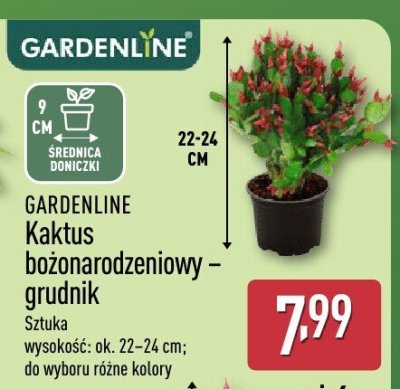 Kaktus bożonarodzeniowy - grudnik GARDENLINE promocja w Aldi